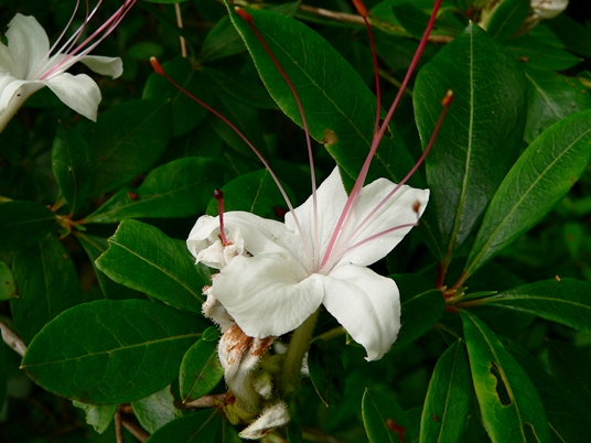 {Rhododendron arborescens}